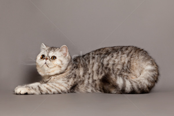 Exotischen Kurzhaar Katze Perserkatze grau Augen Stock foto © EwaStudio