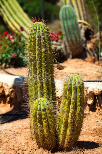 cactus Stock photo © EwaStudio