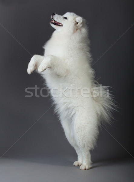 Samoyed dog  Stock photo © EwaStudio