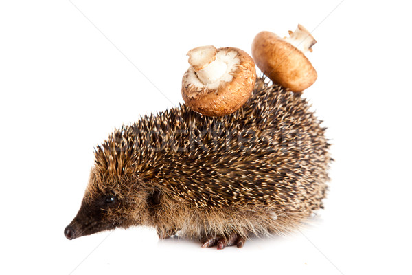 hedgehog on a white background.  Hedgehog with mushroom Stock photo © EwaStudio