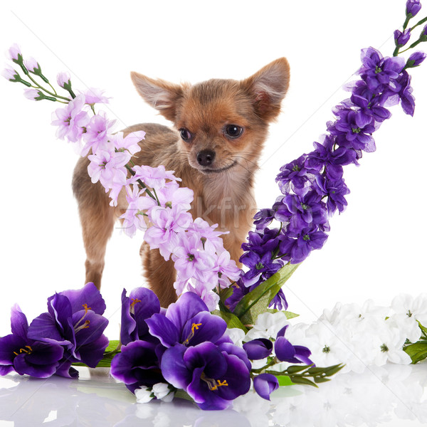 Chien fleurs blanche bébé heureux portrait [[stock_photo]] © EwaStudio