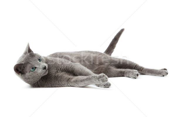 Blau Katze weiß Augen Hintergrund Stock foto © EwaStudio