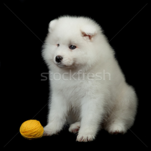 Samoyed dog on black background. stock photo © EwaStudio (#3063420