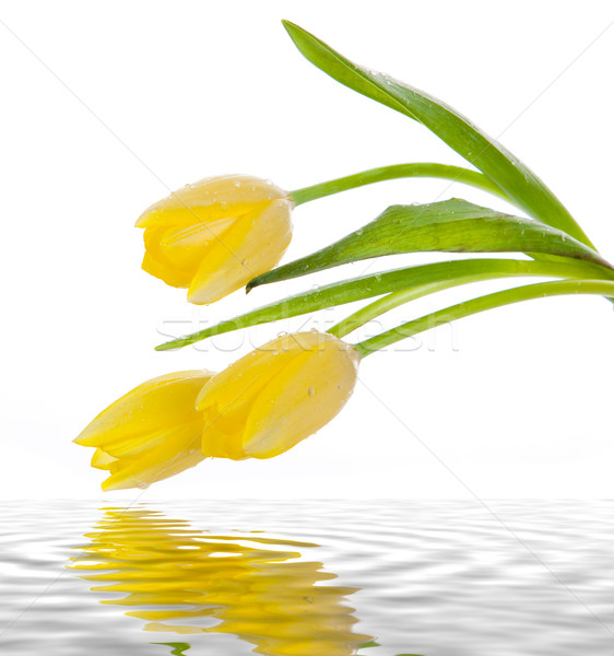Bella bouquet giallo tulipani bianco Pasqua Foto d'archivio © EwaStudio