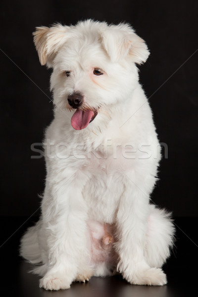 Stock foto: Weiß · Hund · schwarz · weiß · schwarz · Tier · Studio