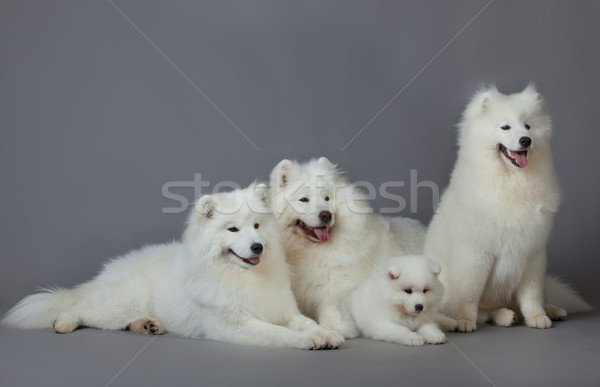 Samoyed dog  Stock photo © EwaStudio