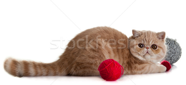 Exotic shorthair pisică tineri studio Imagine de stoc © EwaStudio