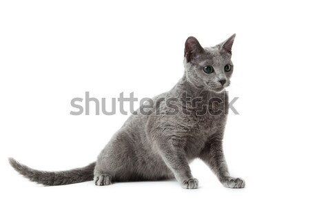 Russian Blue cat on white .  Stock photo © EwaStudio