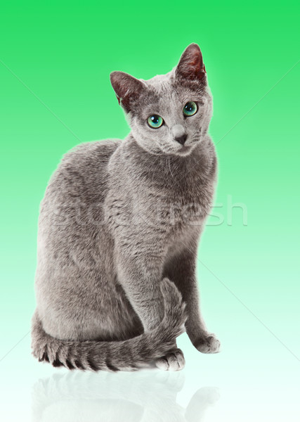 Russisch Blauw kat witte ogen achtergrond Stockfoto © EwaStudio