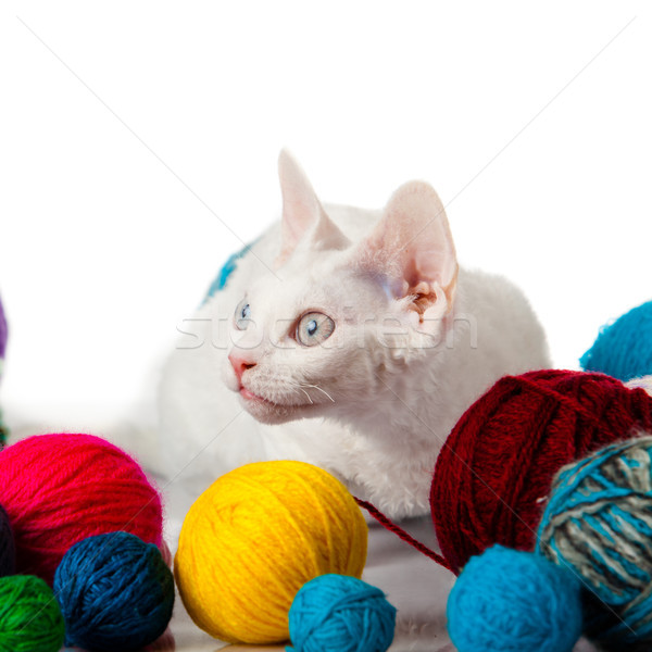 Stock photo: Cat Devon Rex on white background. kitten with balls of threads 