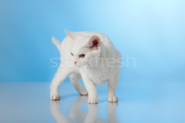 Devon Rex on blue background Stock photo © EwaStudio