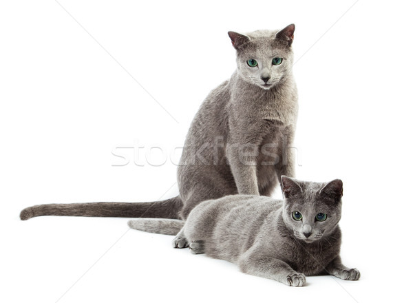 Stock photo: Russian Blue cat on white . 