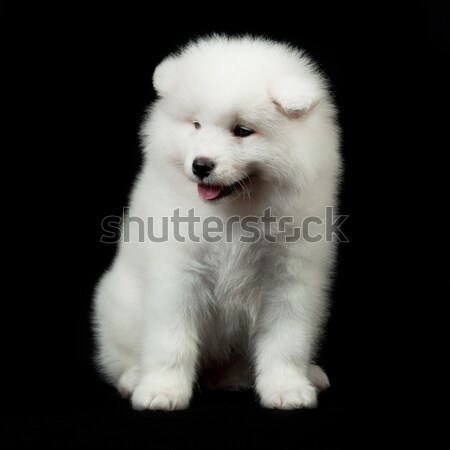 Psa piękna zwierząt biały zwierząt piękna Zdjęcia stock © EwaStudio