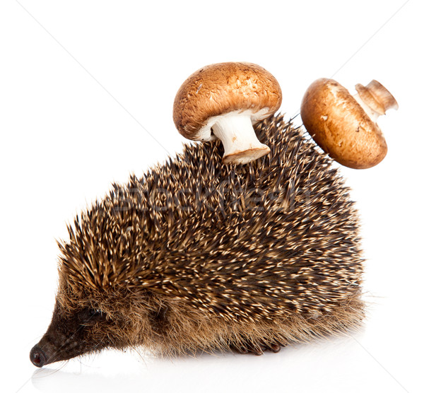 hedgehog on a white background.  Hedgehog with mushroom Stock photo © EwaStudio