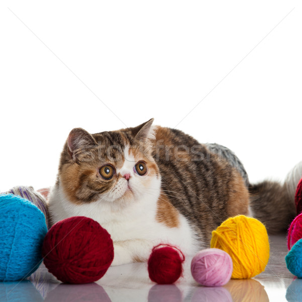 Exotic shorthair cat.  Cat with balls of threads. Stock photo © EwaStudio