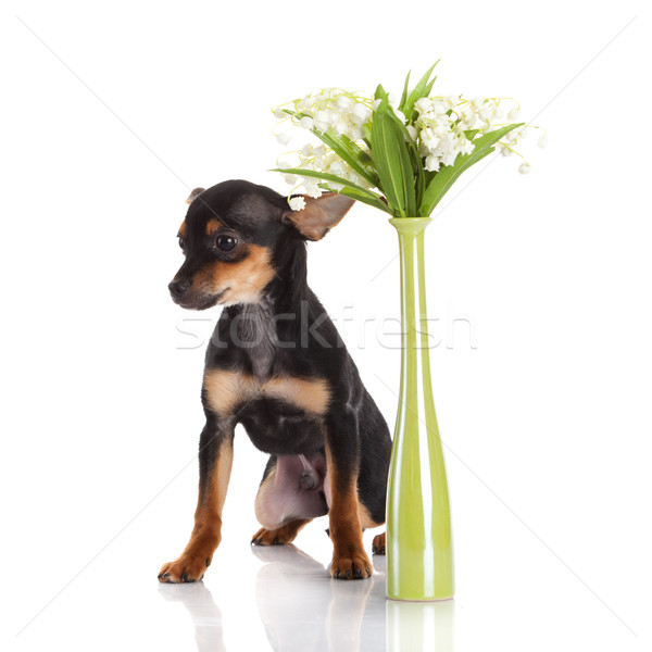 Cão flores branco bebê feliz retrato Foto stock © EwaStudio