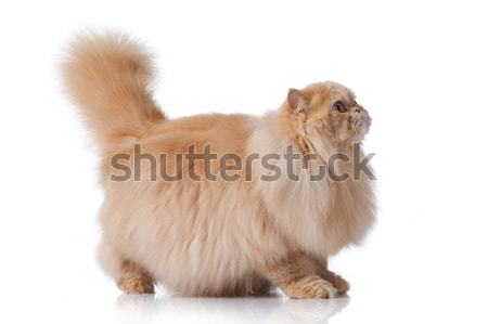 Gatto persiano isolato bianco ritratto cat arancione Foto d'archivio © EwaStudio