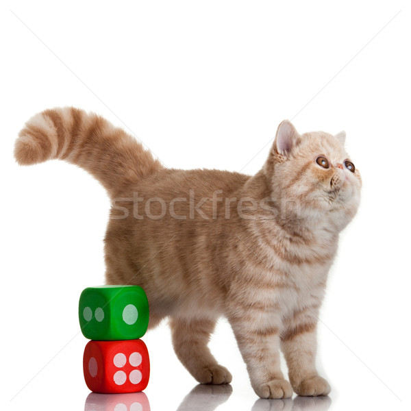 Exotic shorthair pisică drăguţ pisoi joc Imagine de stoc © EwaStudio