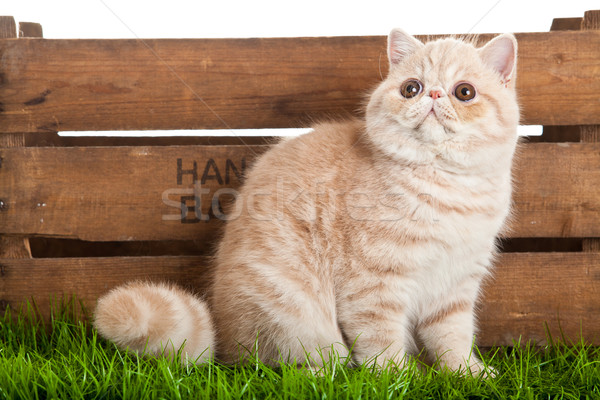 Exotic shorthair pisică frumos cutie lemn Imagine de stoc © EwaStudio