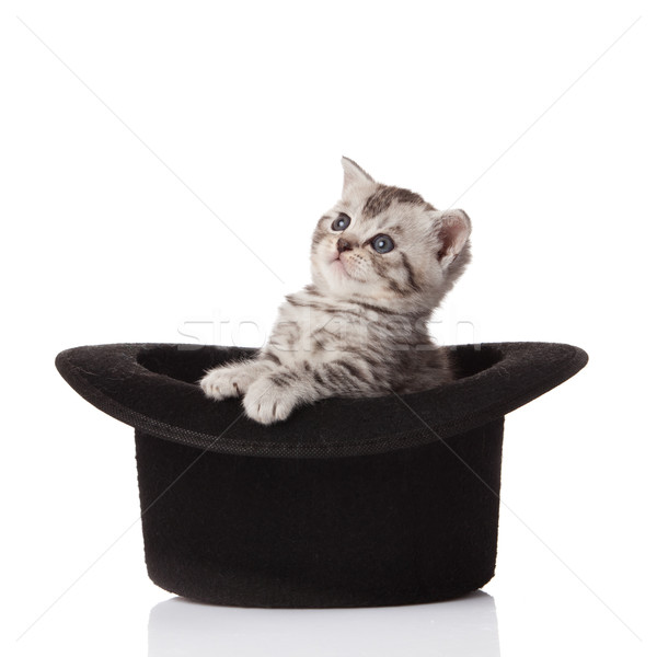 Chaton chapeau séance peu blanche visage [[stock_photo]] © EwaStudio