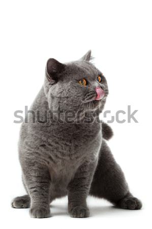 Stockfoto: Brits · korthaar · kat · witte · geïsoleerd · natuur