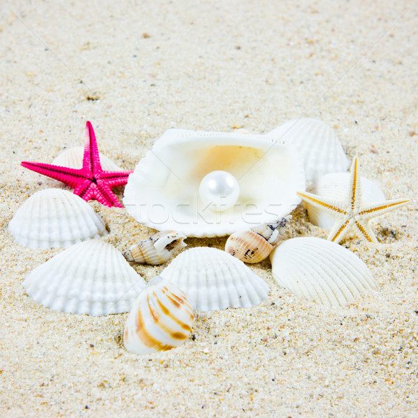 The exotic sea shell . treasure from the sea. Stock photo © EwaStudio