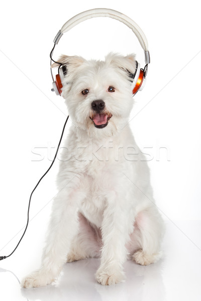 dog listening to music with headphones  isolated on white backgr Stock photo © EwaStudio