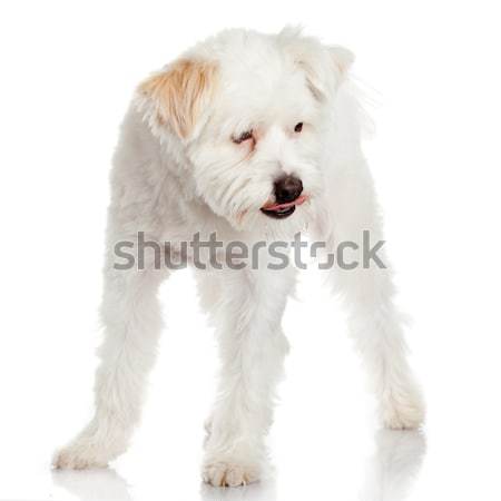 Stockfoto: Witte · hond · haren · kruis · achtergrond · portret