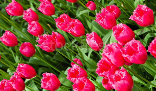 Foto stock: Colorido · tulipas · belo · flores · da · primavera · flores · páscoa