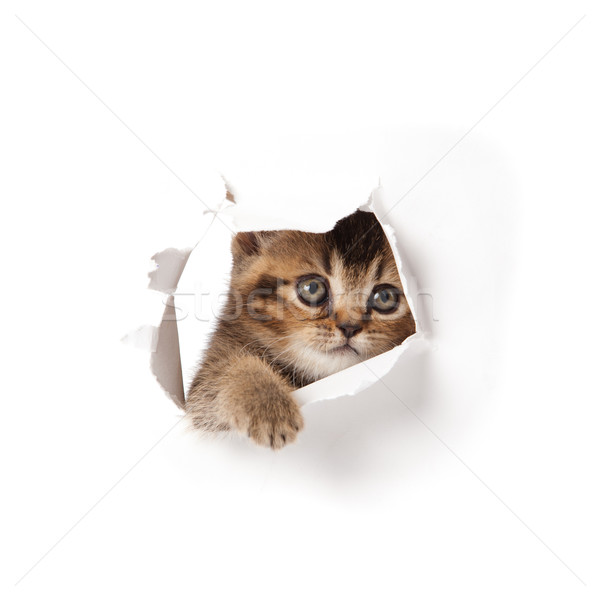 Kitten papier kat muur grappig Stockfoto © EwaStudio