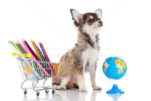 [[stock_photo]]: Chien · crayon · monde · bureau · école · stylo