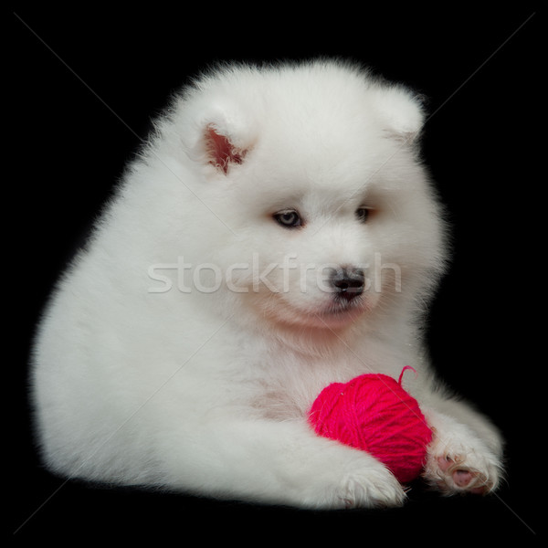 Chien noir fond peau sombre animaux [[stock_photo]] © EwaStudio