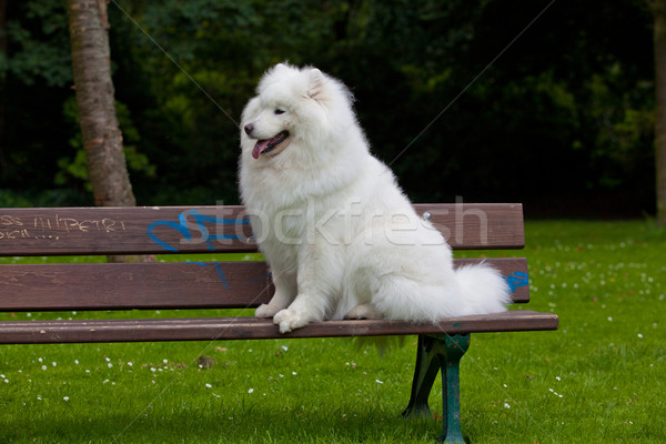 Samoyed dog  Stock photo © EwaStudio