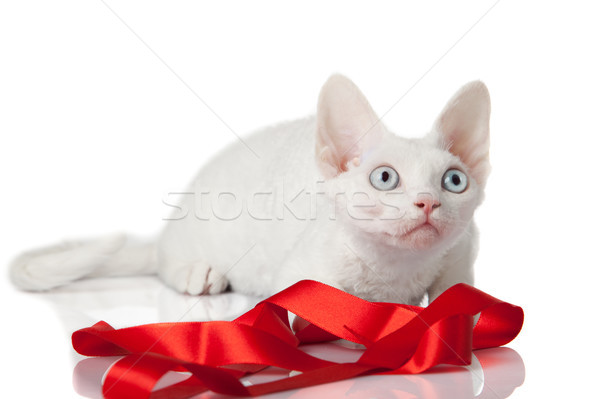 Devon Rex cat on white background  Stock photo © EwaStudio