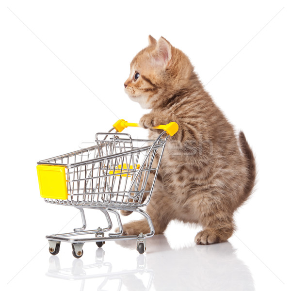 british cat with shopping cart isolated on white. kitten osolate Stock photo © EwaStudio