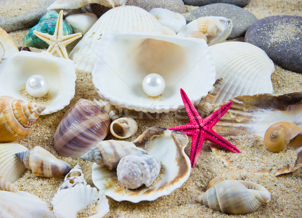 The exotic sea shell . treasure from the sea. Stock photo © EwaStudio