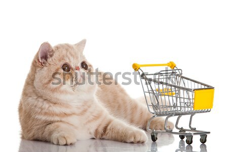 Exotic shorthair cat. cat with shopping cart isolated on white Stock photo © EwaStudio