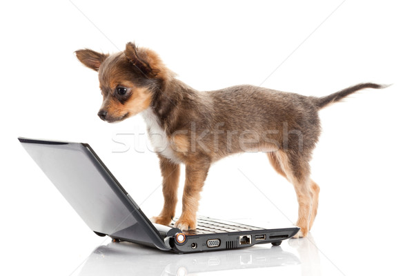 Portrait of a cute chihuahua dog in front of a laptop on white b Stock photo © EwaStudio