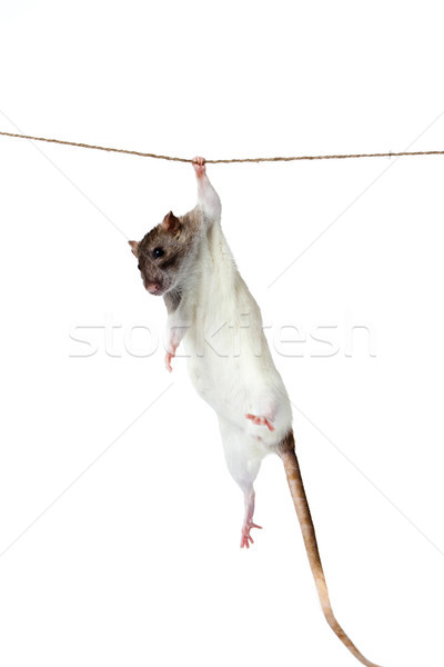 a rat crawling on a rope. rat clutching at rope on white background Stock photo © EwaStudio