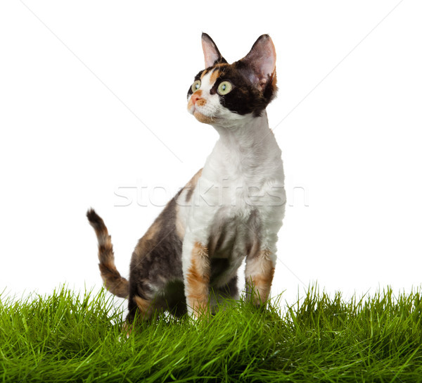 кошки трава белый саду области расслабиться Сток-фото © EwaStudio