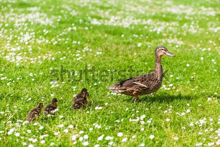 Family of ducks Stock photo © EwaStudio