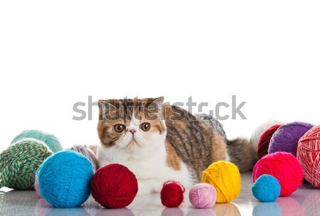 Foto d'archivio: Esotiche · shorthair · cat · giovani · studio