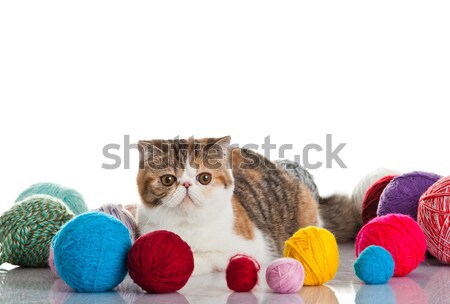 Exotic shorthair pisică tineri studio Imagine de stoc © EwaStudio