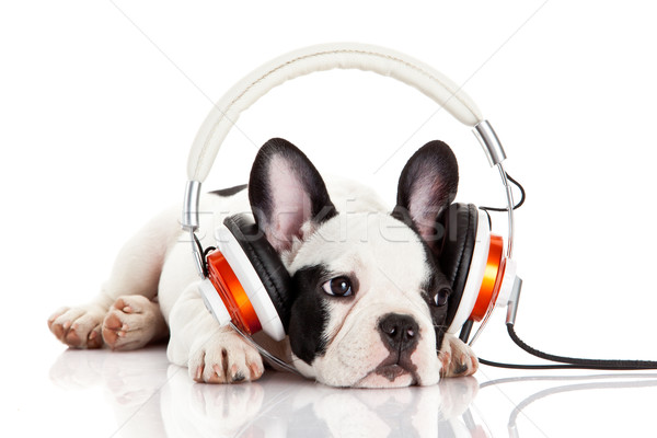 dog listening to music with headphones isolated on white backgro Stock photo © EwaStudio