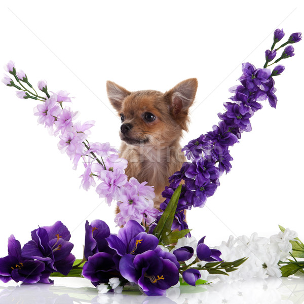 Cão flores branco bebê feliz retrato Foto stock © EwaStudio