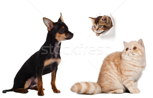 portrait of dog and cat.  Stock photo © EwaStudio