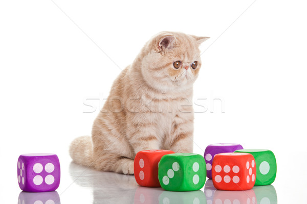 Exotic shorthair cat. Cute tabby kitten playing on white backgro Stock photo © EwaStudio