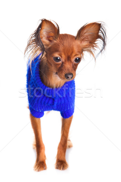 Toy terrier. Russian toy terrier on a white background. Funny li Stock photo © EwaStudio