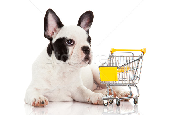 [[stock_photo]]: Français · bulldog · panier · isolé · blanche · drôle