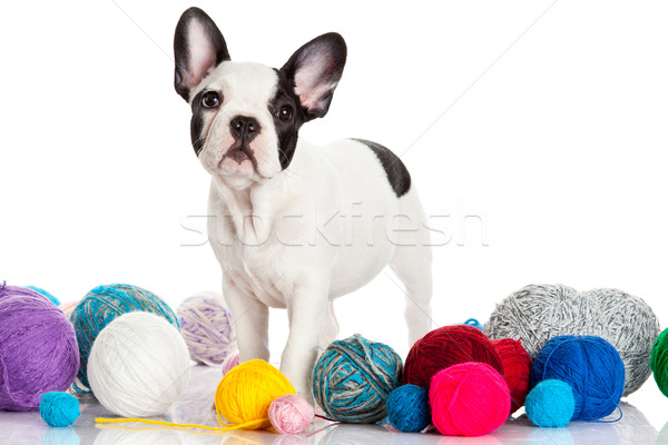 French Bulldog  puppy with a wool balls isolated on white backgr Stock photo © EwaStudio